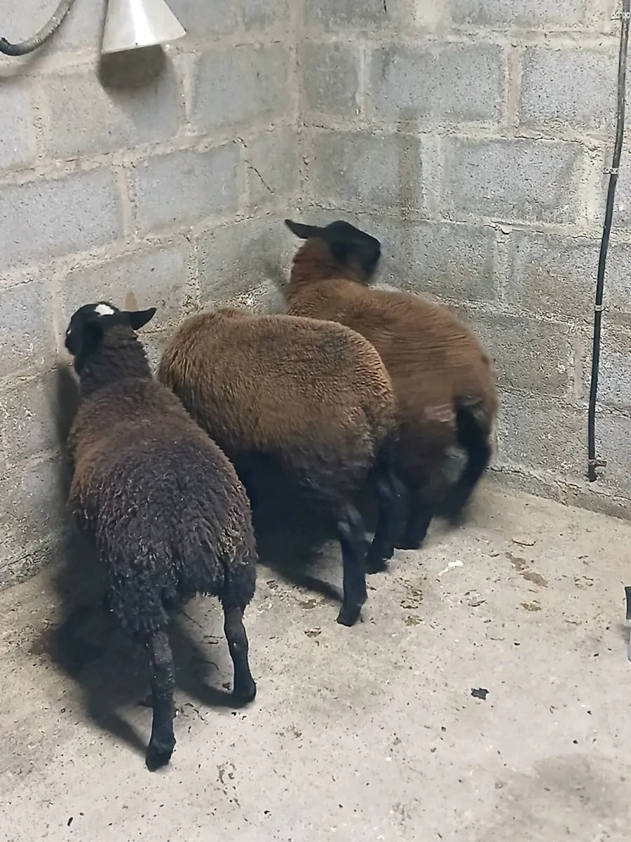 3 black ewe lambs - Image 3