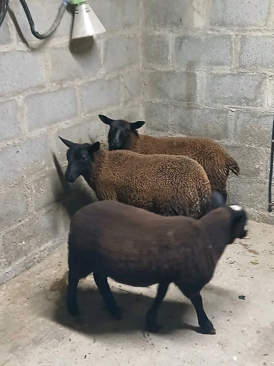 3 black ewe lambs - Image 4