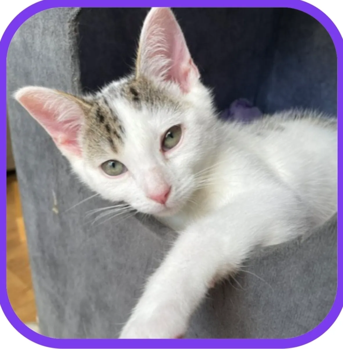 RESCUE  Kittens - Image 1