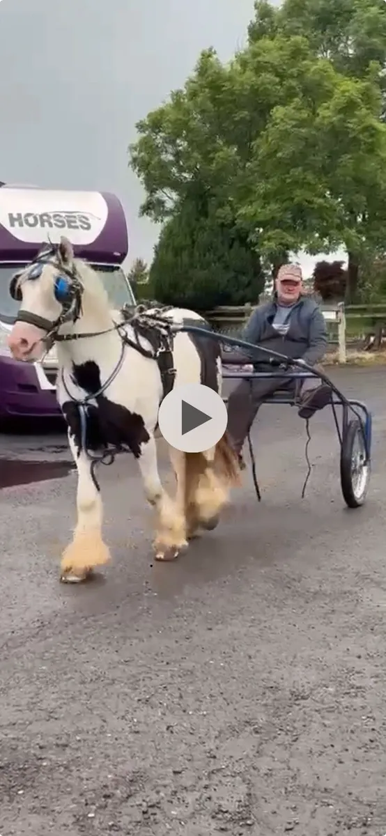 13hh cob - Image 2