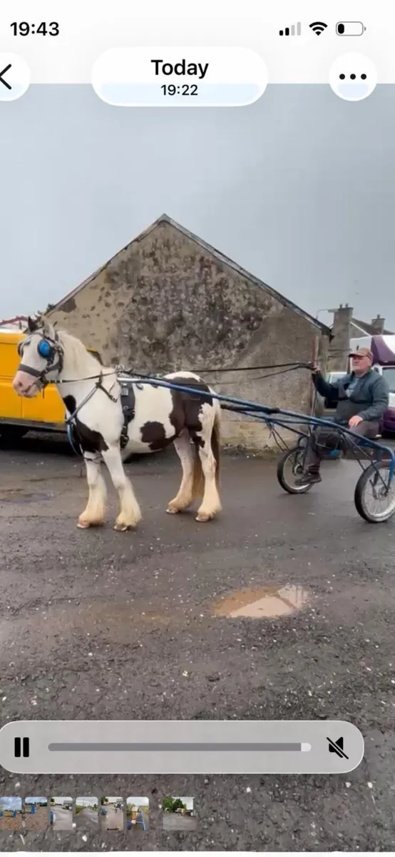 13hh cob - Image 4