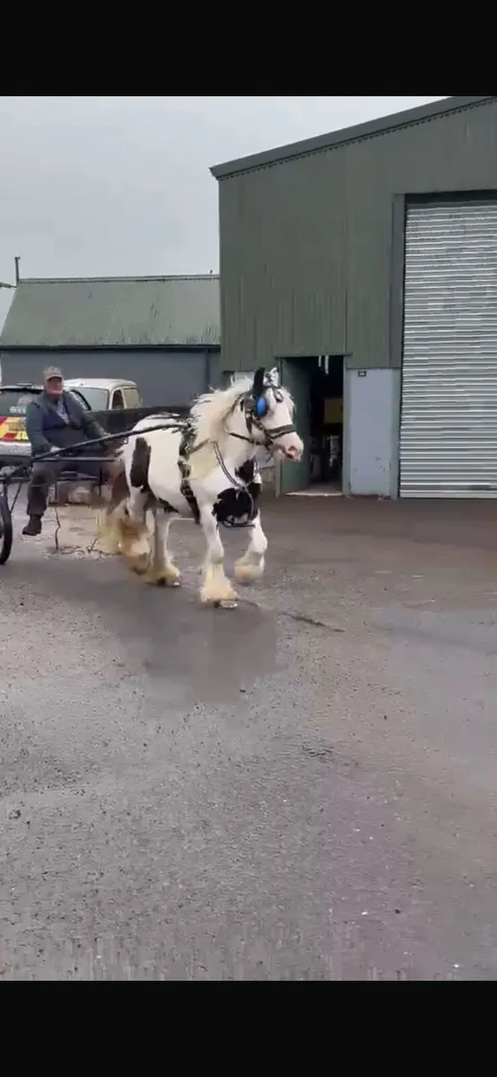 13hh cob - Image 3