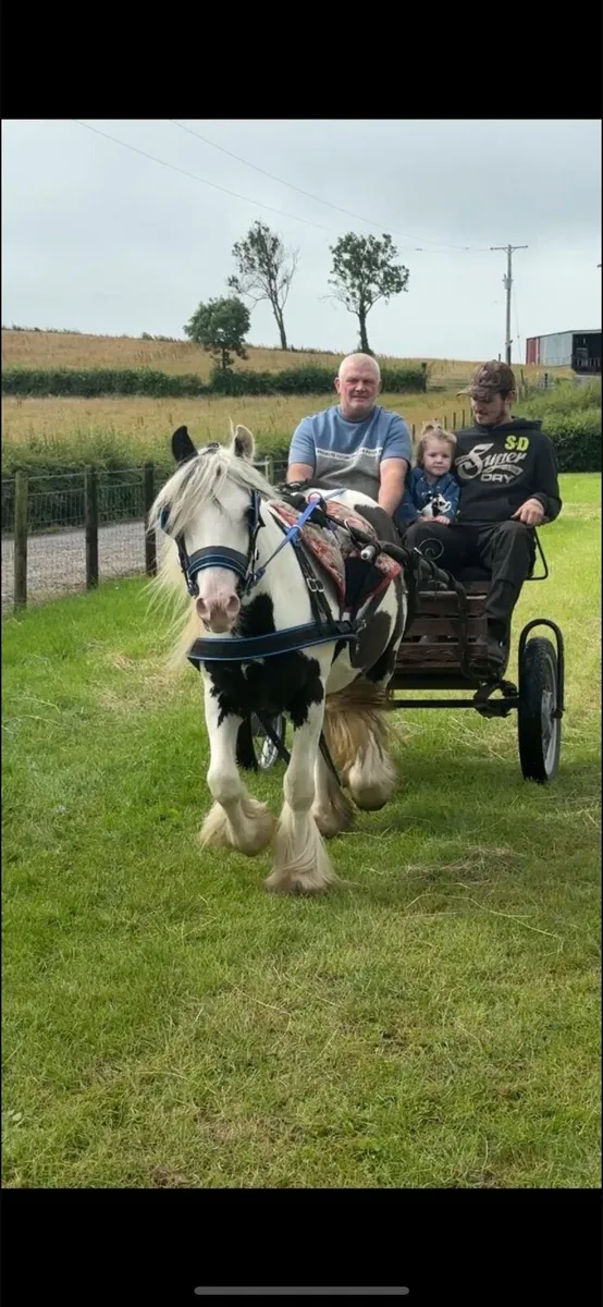 13hh cob - Image 1