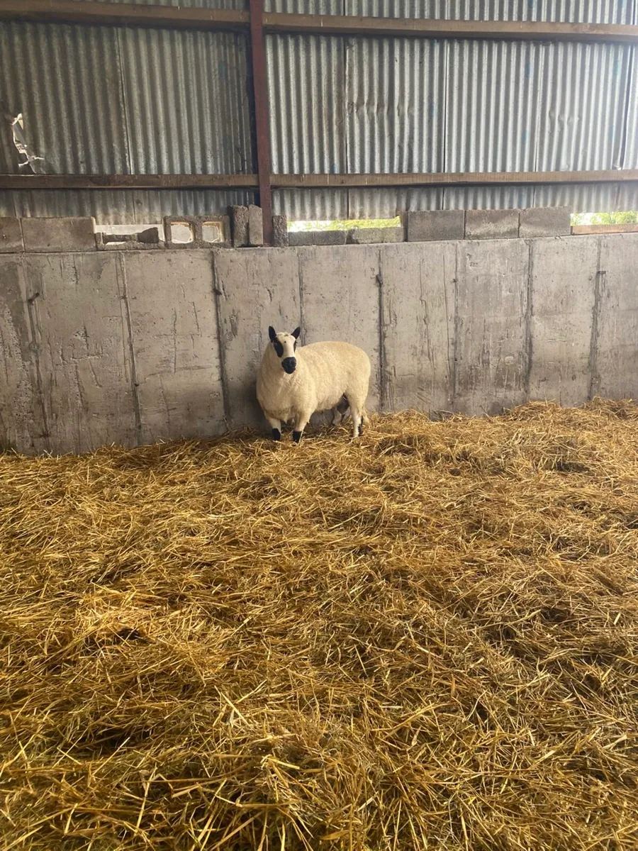 KERRYHILL RAM - Image 1