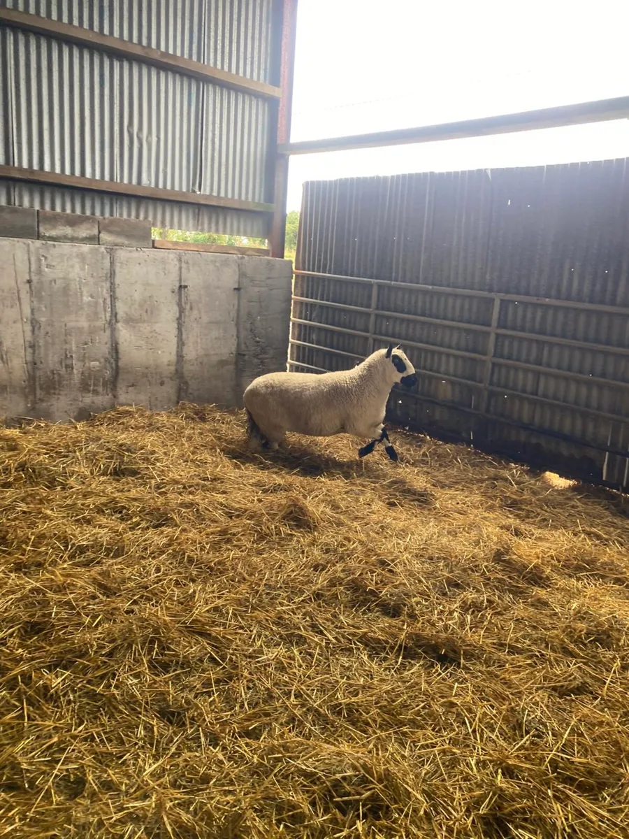 KERRYHILL RAM - Image 2