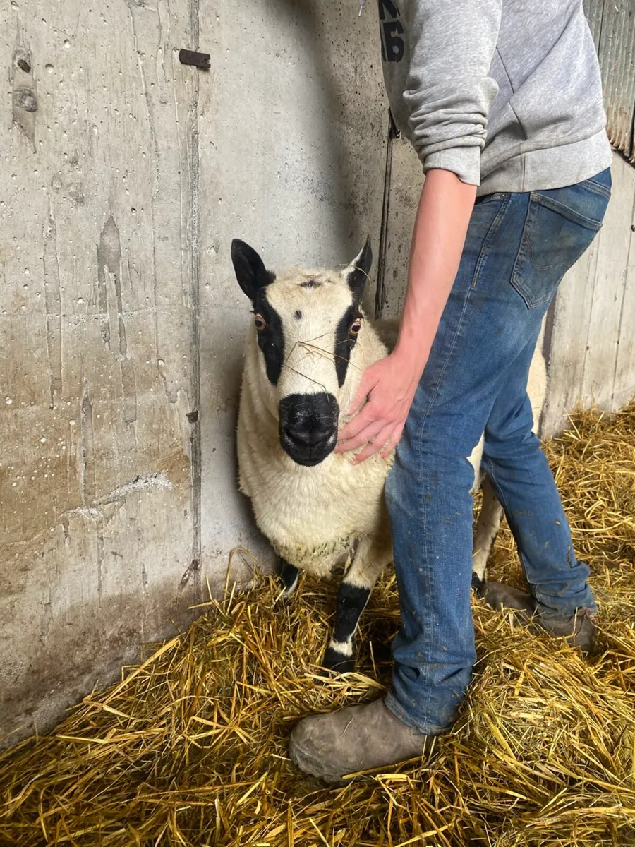 KERRYHILL RAM - Image 3