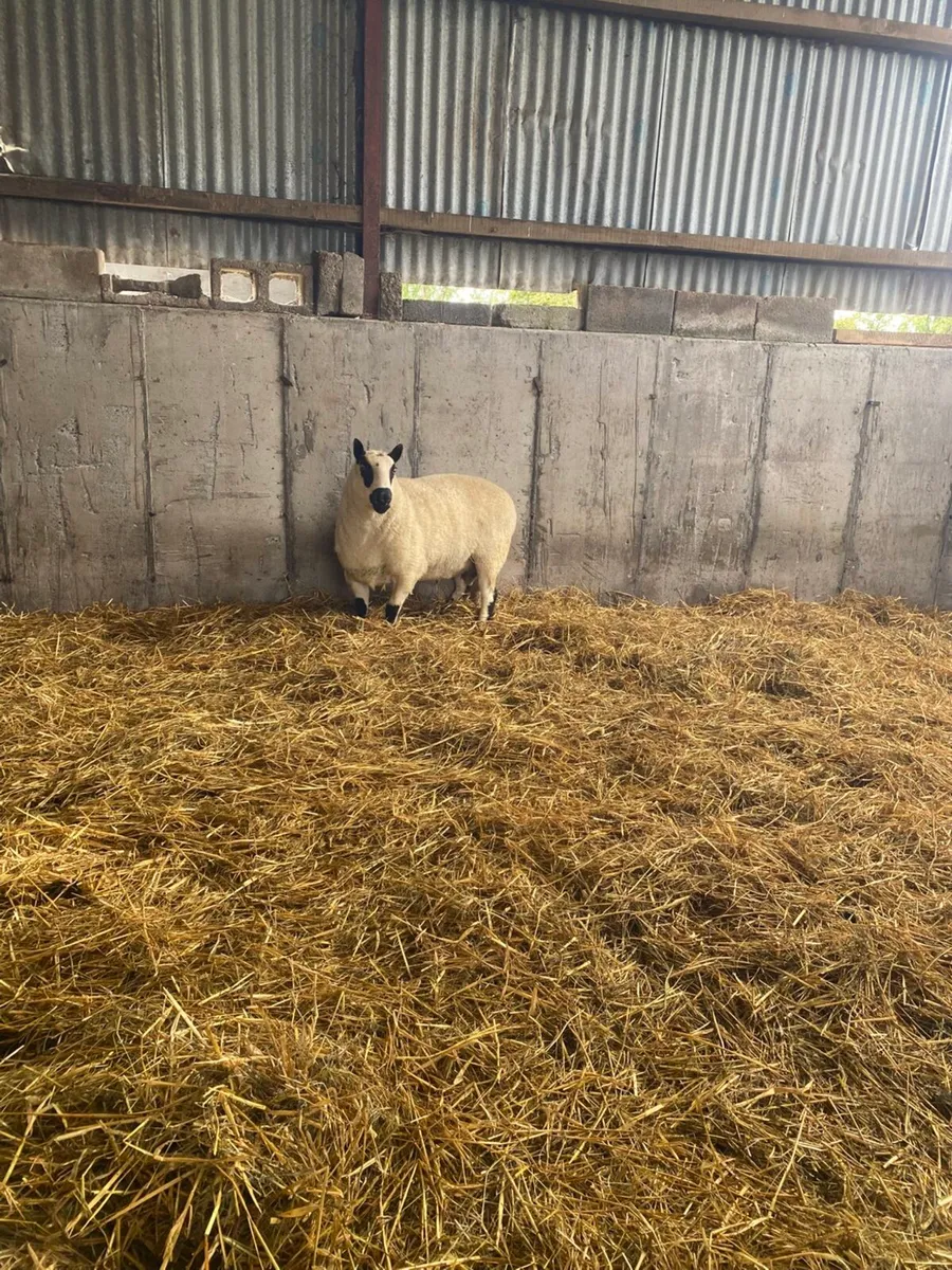 KERRYHILL RAM - Image 4