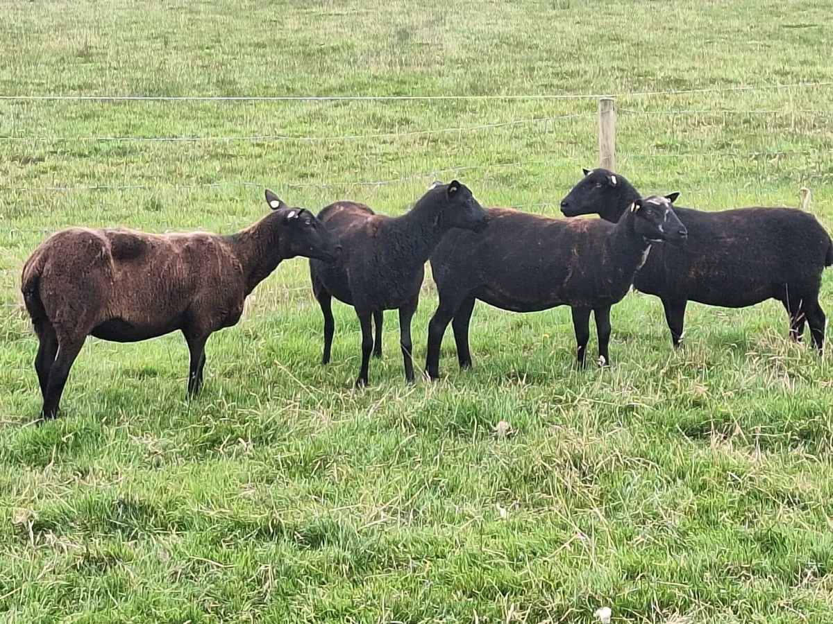 Ewes - Image 3