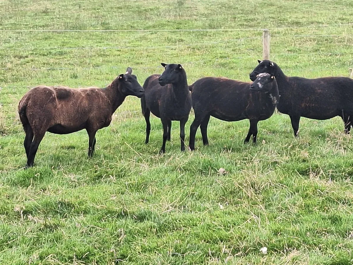 Ewes - Image 2