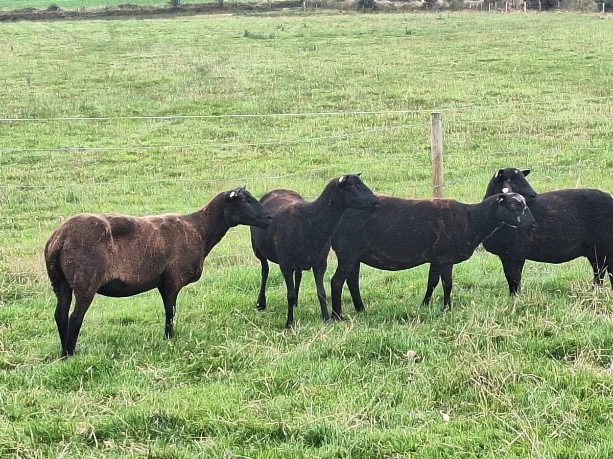 Ewes - Image 4
