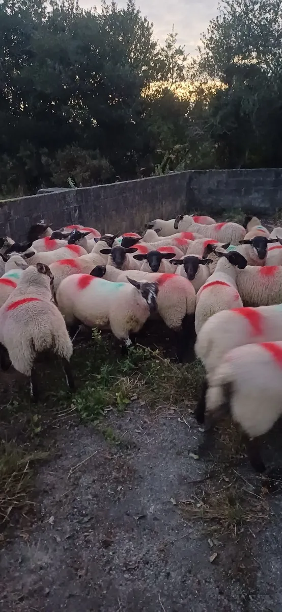 Sheep - Image 3