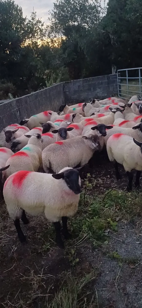 Sheep - Image 4