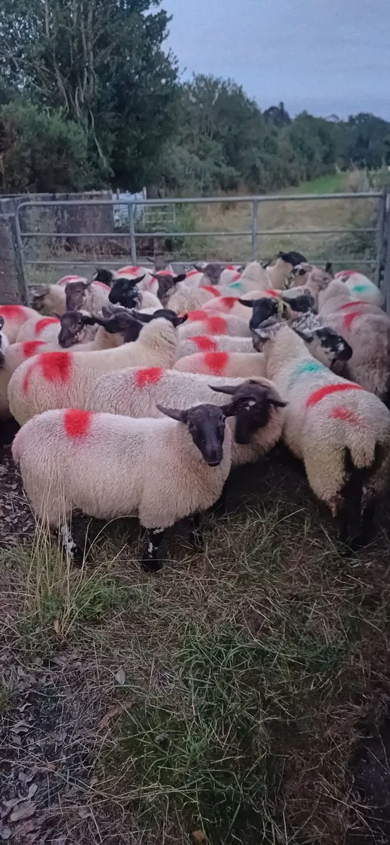 Sheep - Image 1