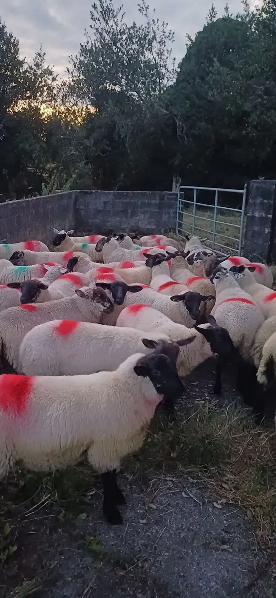 Sheep - Image 2