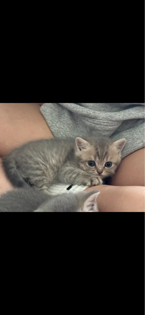 British shorthair - Image 1