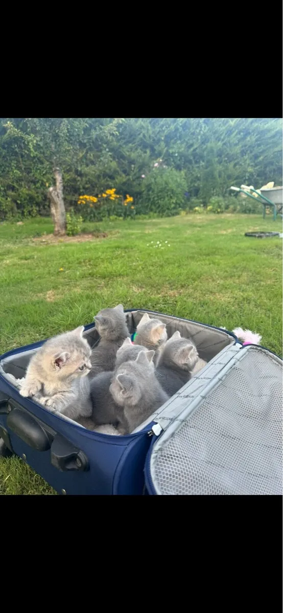 British shorthair - Image 2