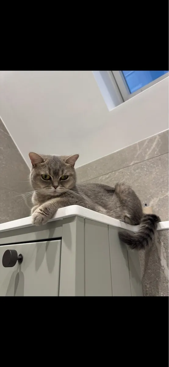 British shorthair - Image 3
