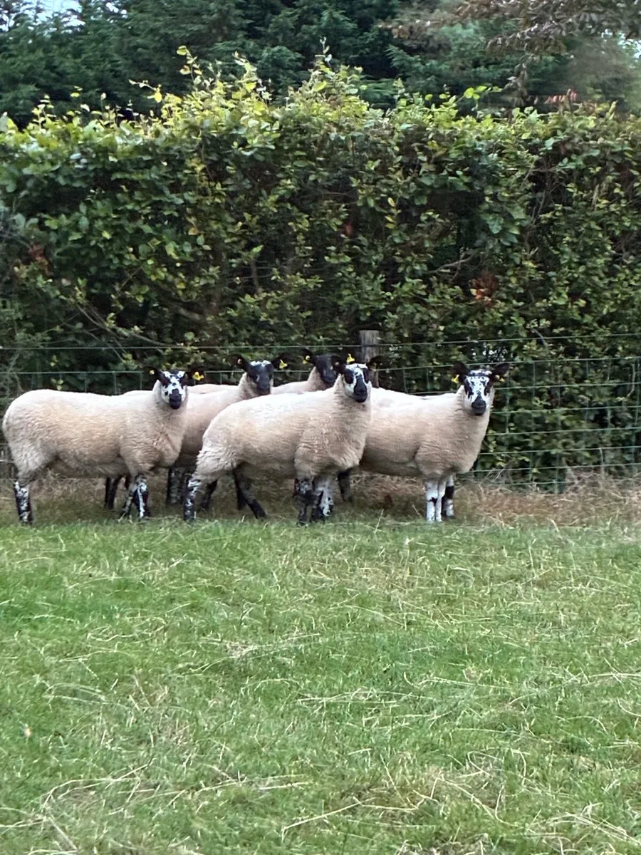 *** 6 Milford Hoggets *** - Image 1