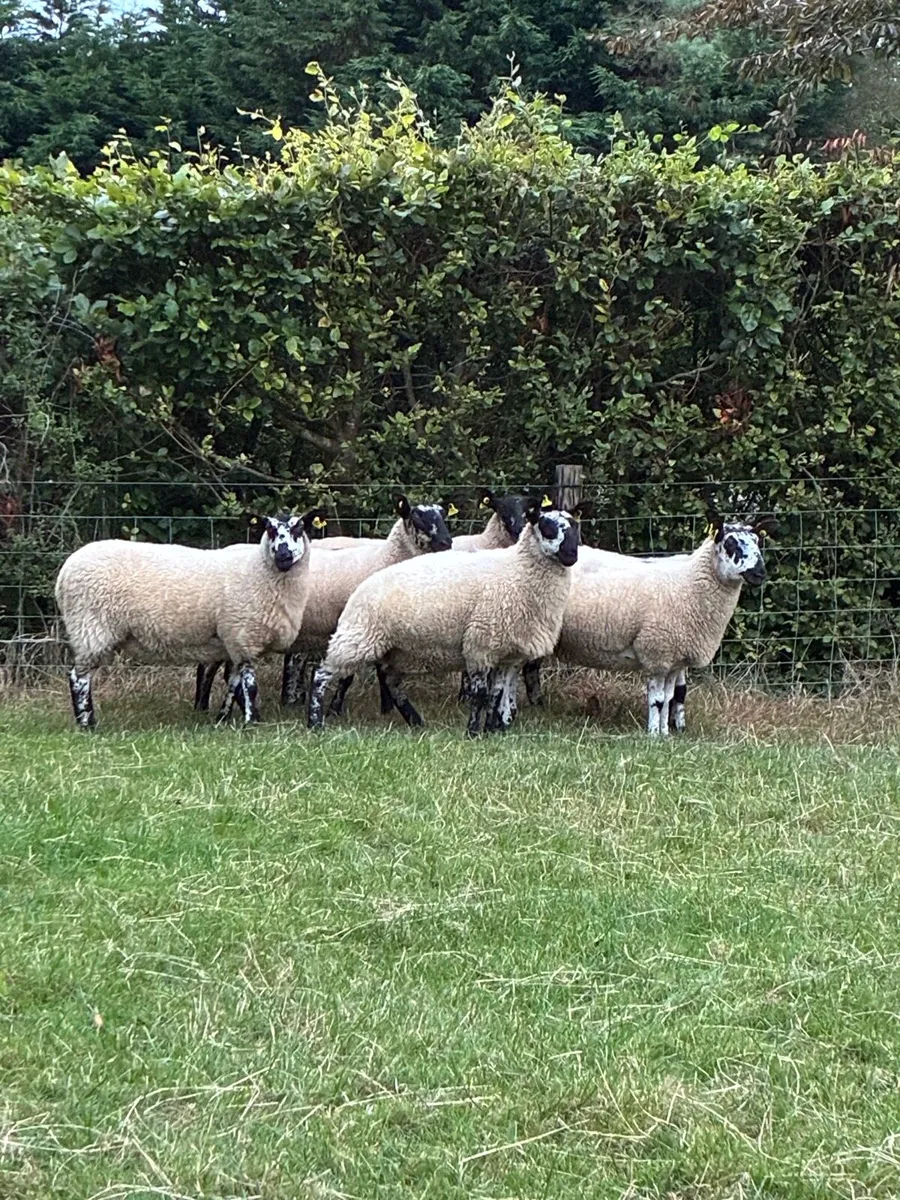*** 6 Milford Hoggets *** - Image 2