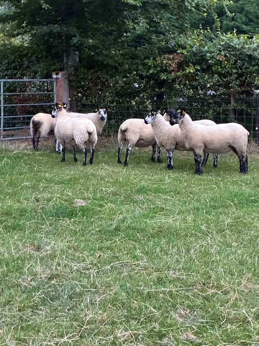 *** 6 Milford Hoggets *** - Image 3