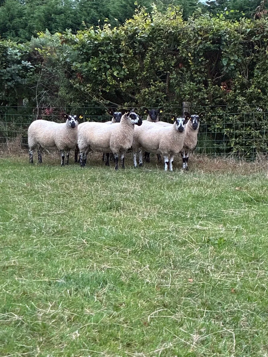 *** 6 Milford Hoggets *** - Image 4