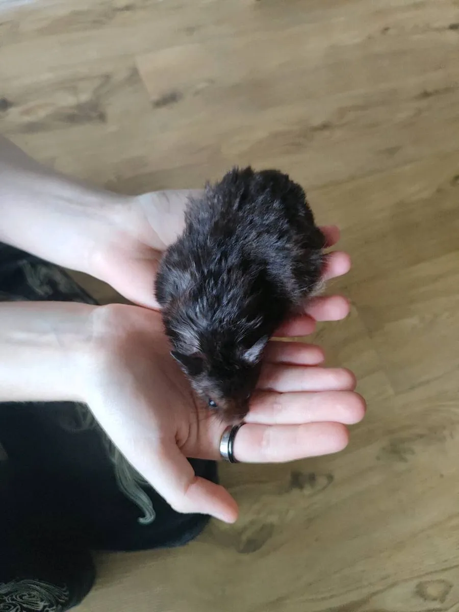Syrian hamster black / includes cage - Image 3