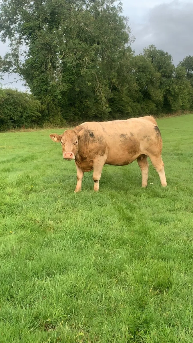 Charolais springer - Image 3