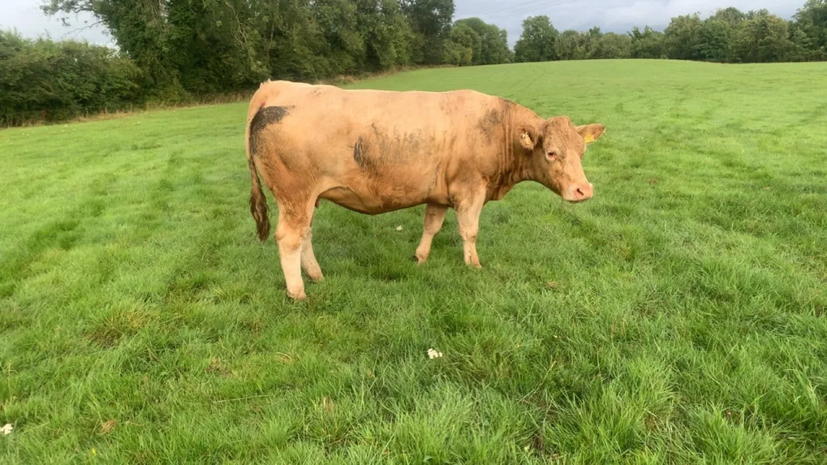 Charolais springer - Image 1