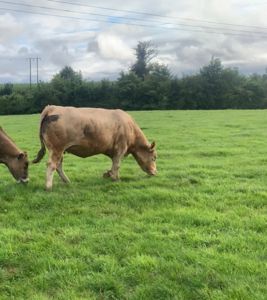 Charolais springer - Image 2