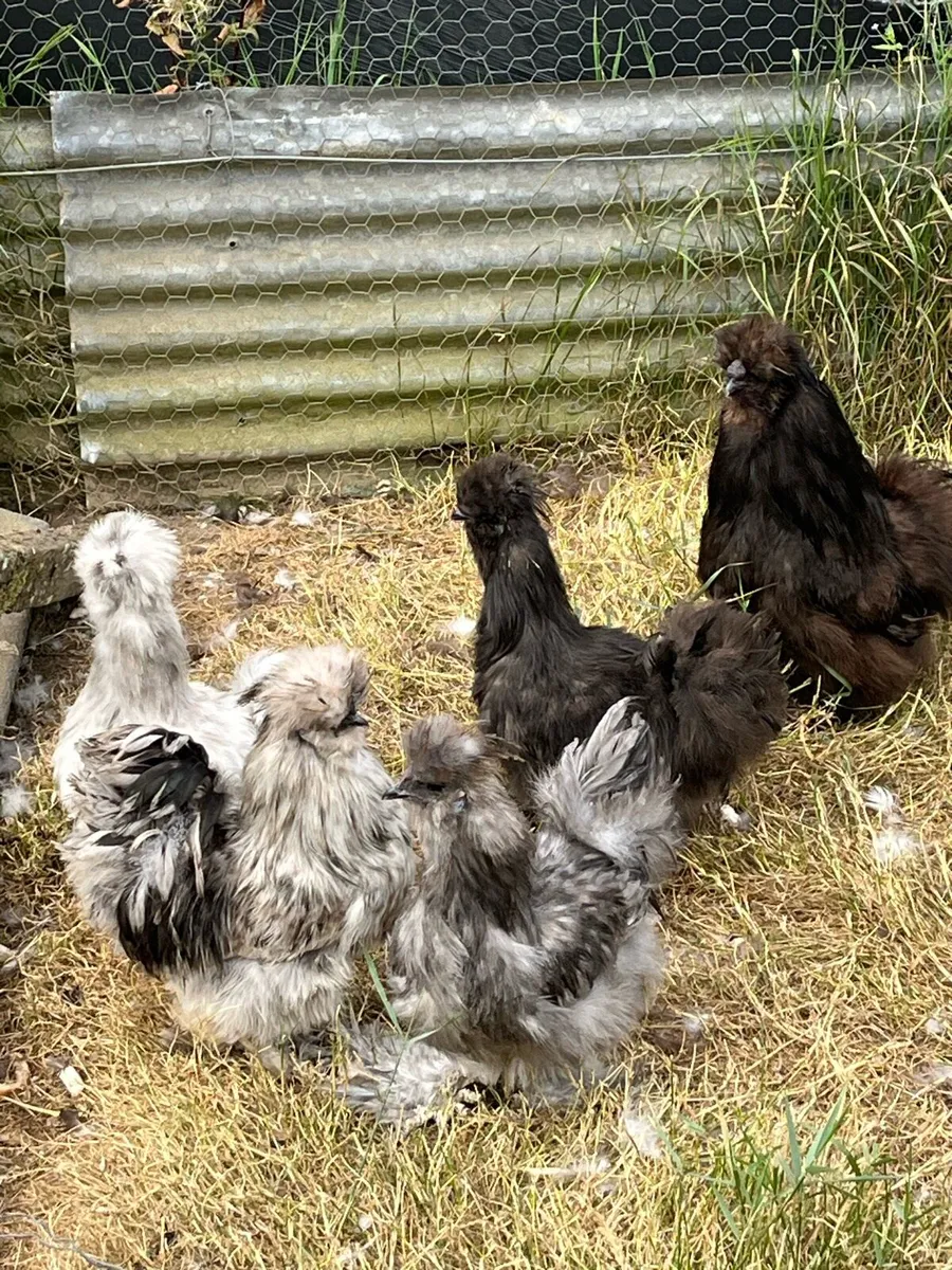 Silkie and Sussex bantams - Image 1