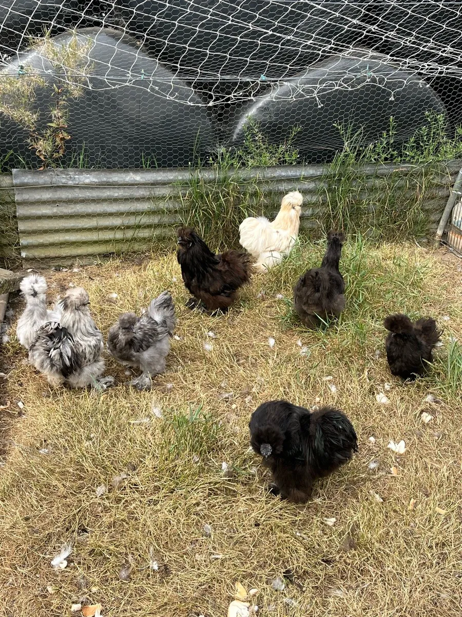 Silkie and Sussex bantams - Image 2
