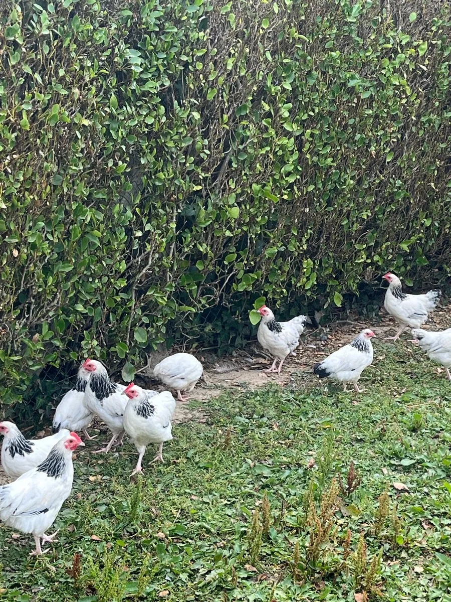 Silkie and Sussex bantams - Image 4