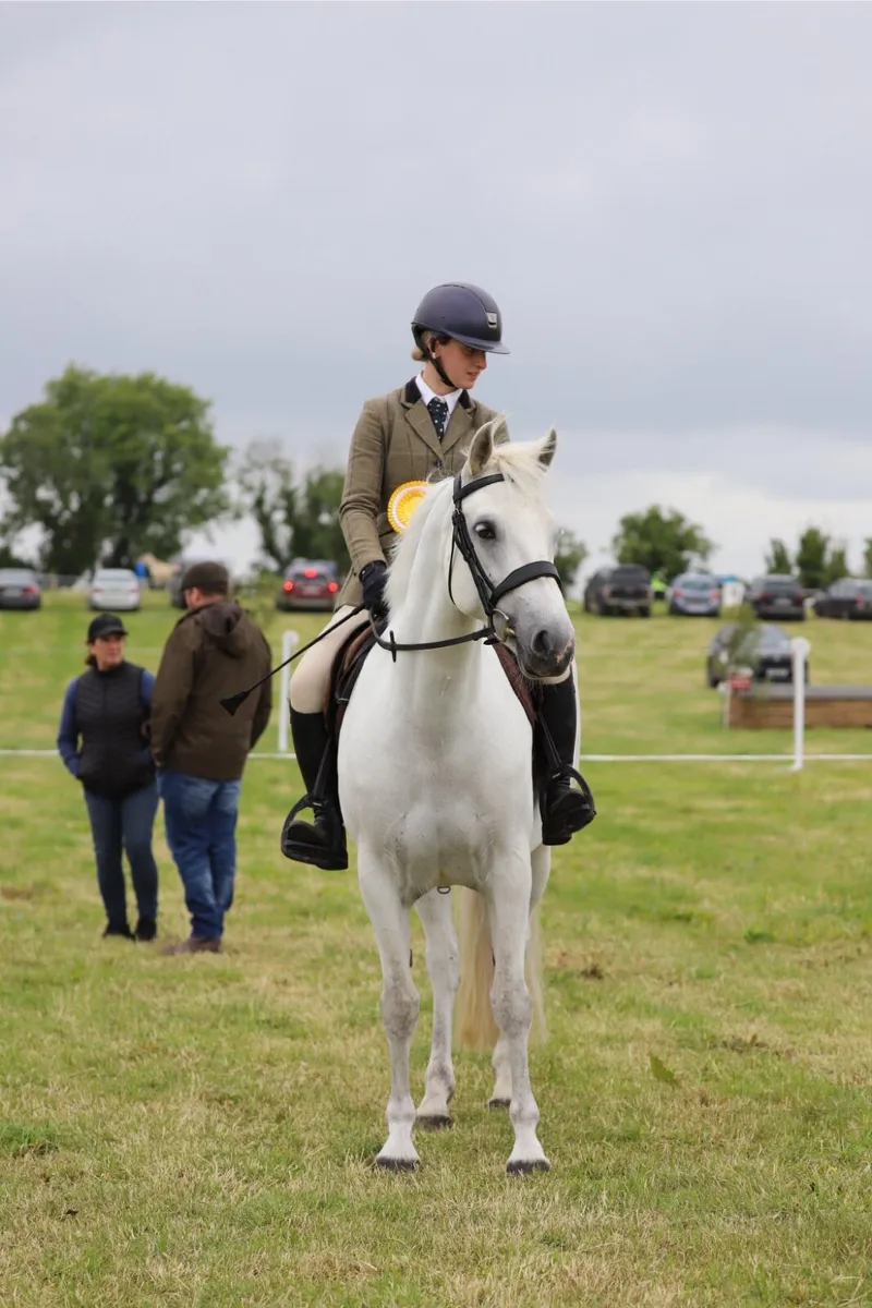 5yo 15hh Connemara - Image 2
