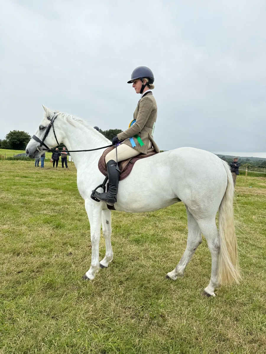 5yo 15hh Connemara - Image 1