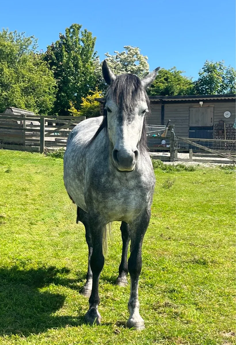 14hh Connemara Mare - Image 3