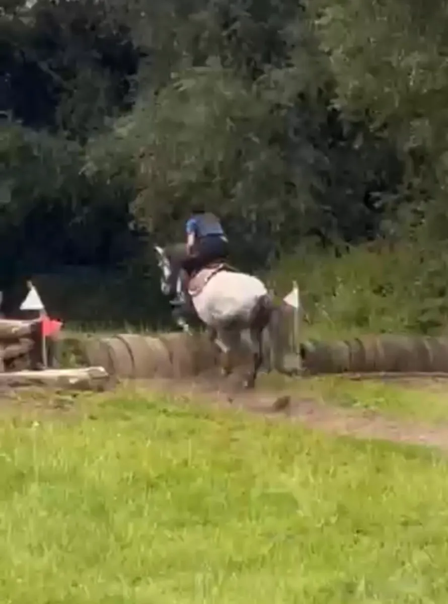 14hh Connemara Mare - Image 4