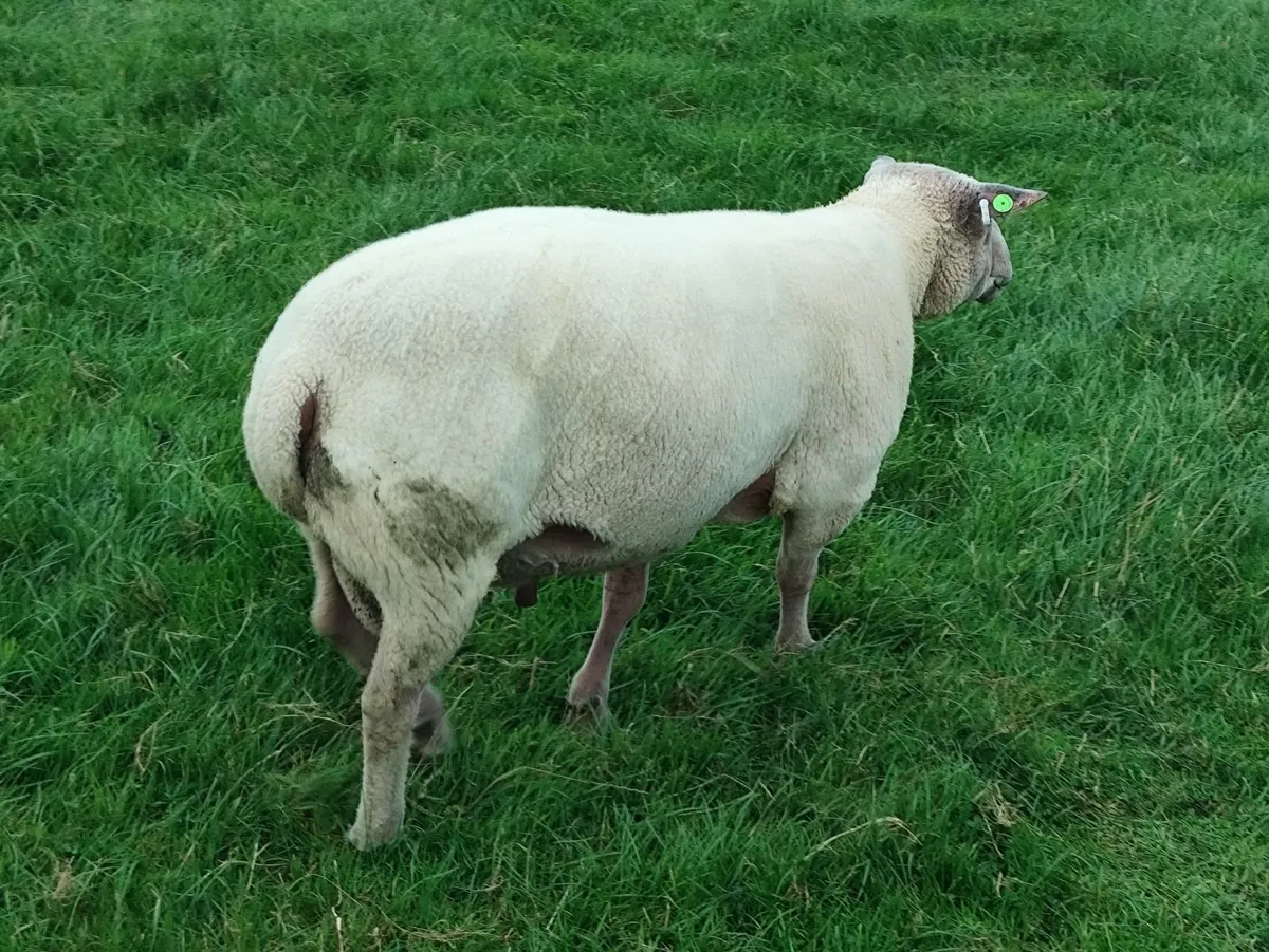 Rams - Texel,Rouge and Blue Leicester - Image 3