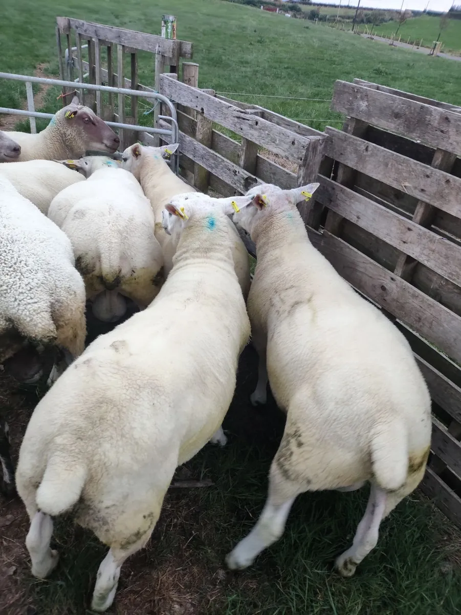 Rams - Texel,Rouge and Blue Leicester - Image 4