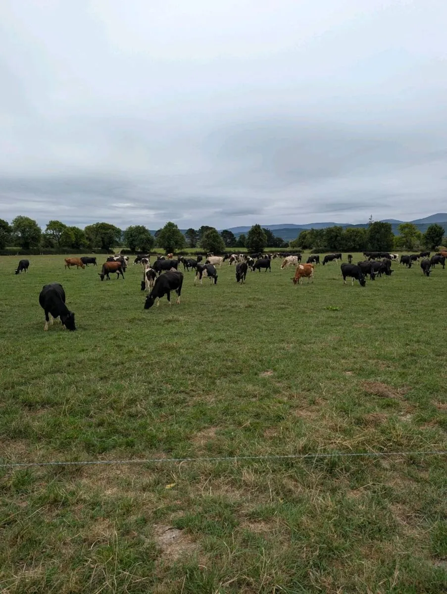 Empty cows - Image 1