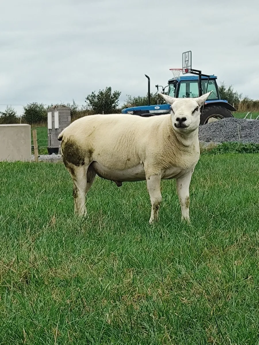 Rams - Texel,Rouge and Blue Leicester - Image 1