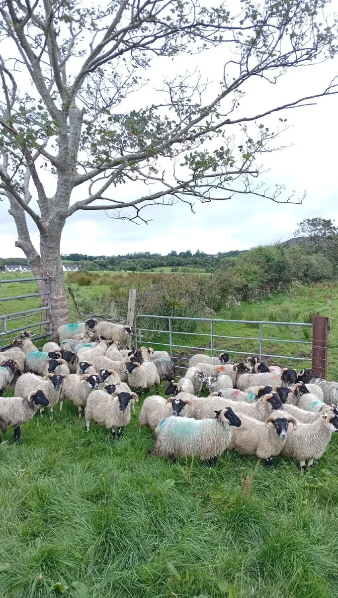 60 ram lambs - Image 3