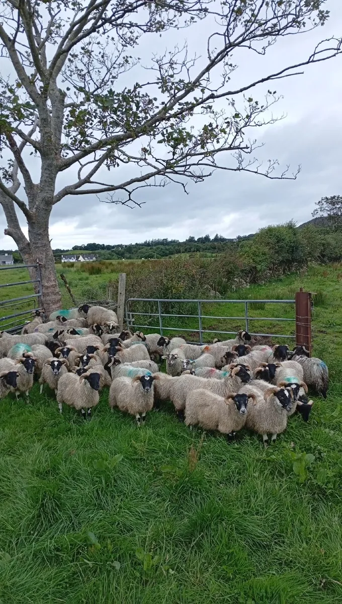 60 ram lambs - Image 2