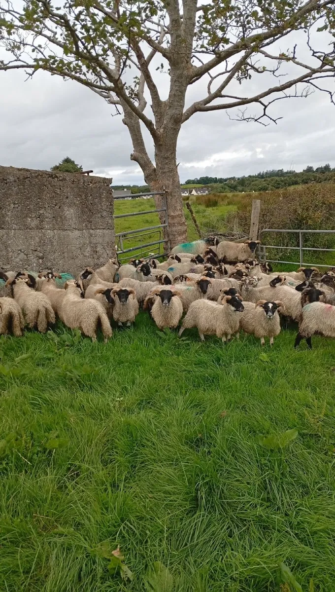 60 ram lambs - Image 1