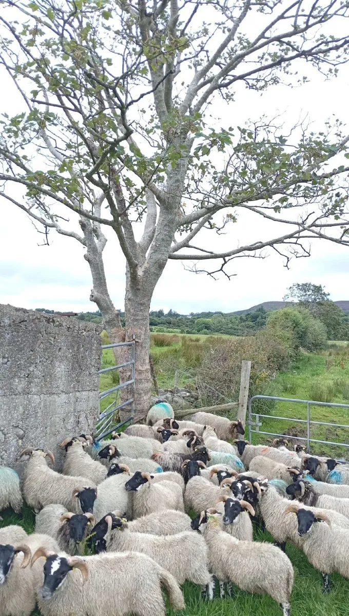 60 ram lambs - Image 4