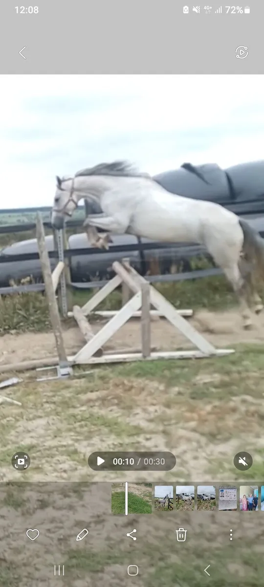 4 YO FILLY - Image 4