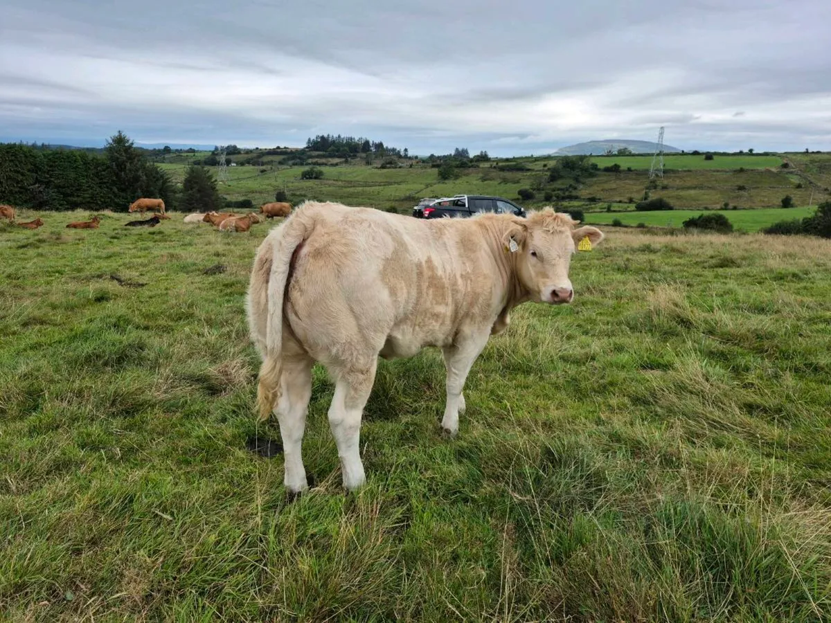 Weanling heifer - Image 1