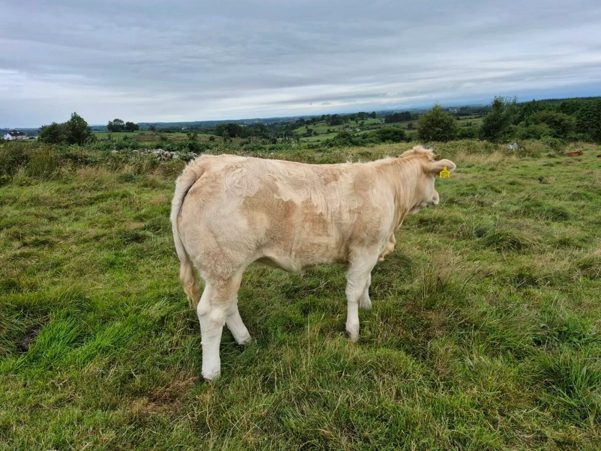 Weanling heifer - Image 4