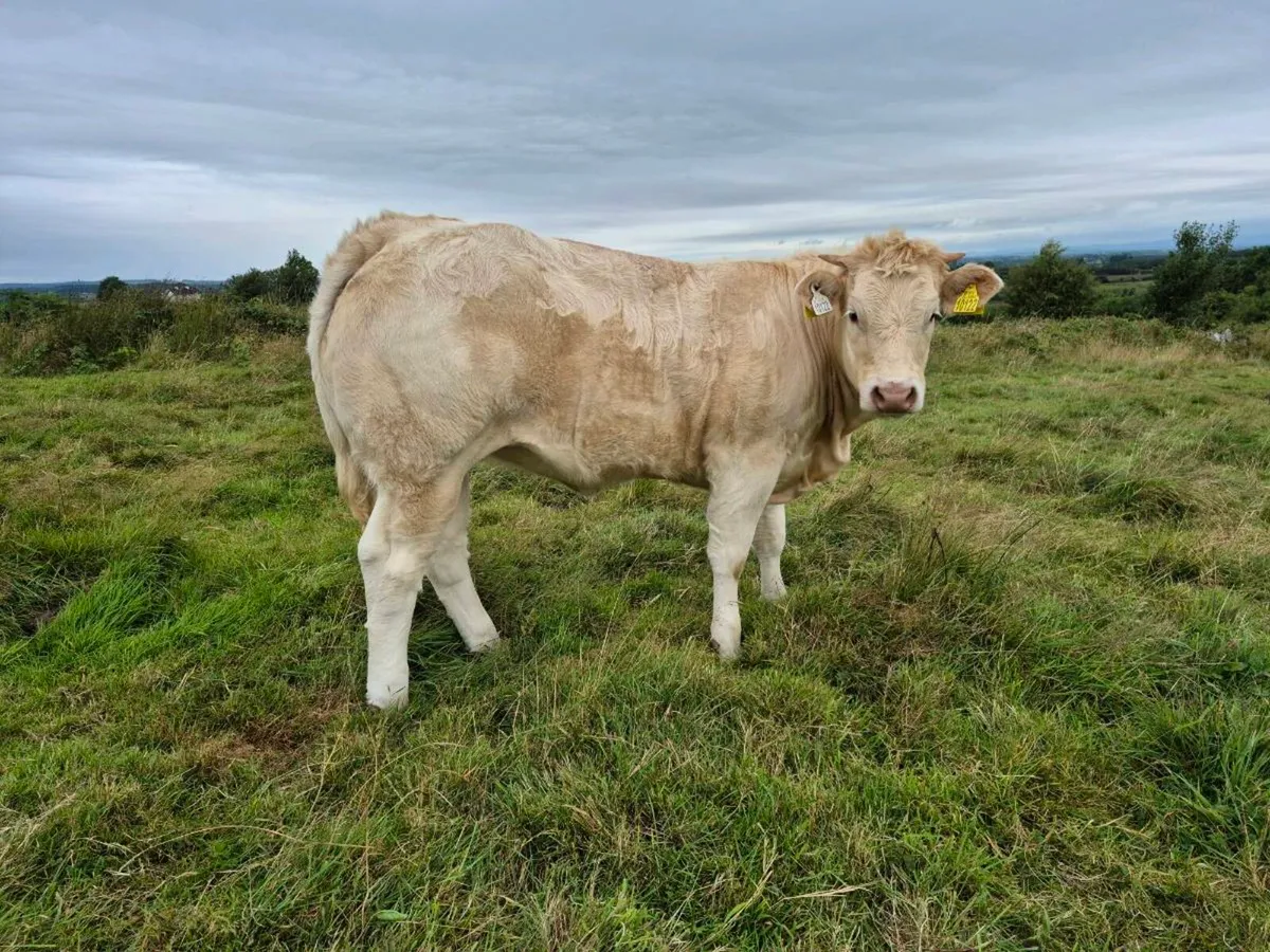 Weanling heifer - Image 2