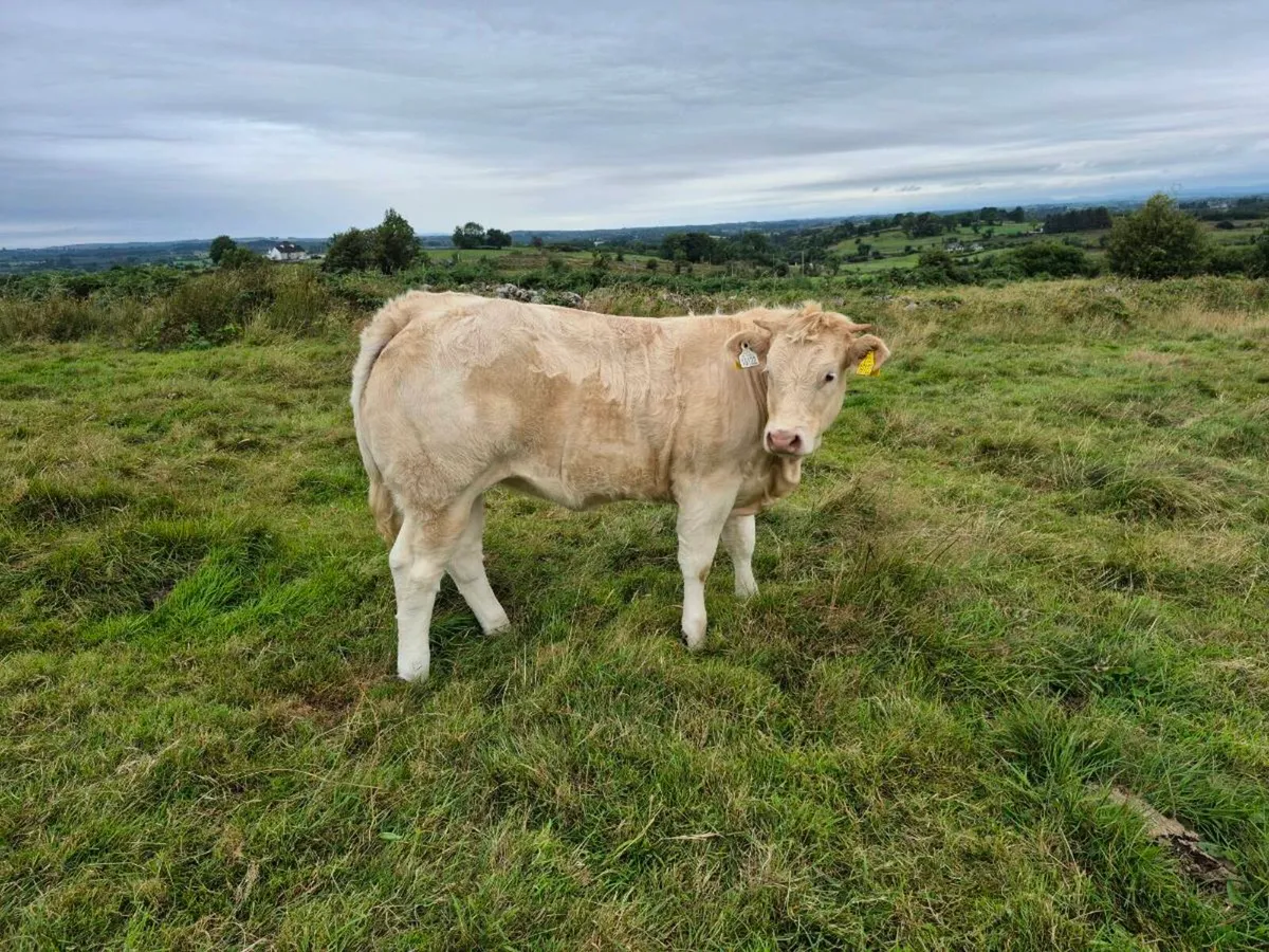 Weanling heifer - Image 3