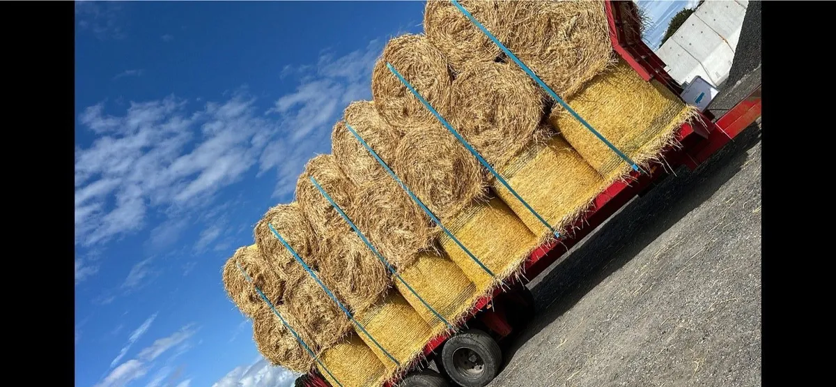 Round bales of barley straw - Image 3